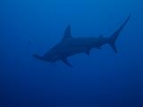 Isla del Coco - 142
